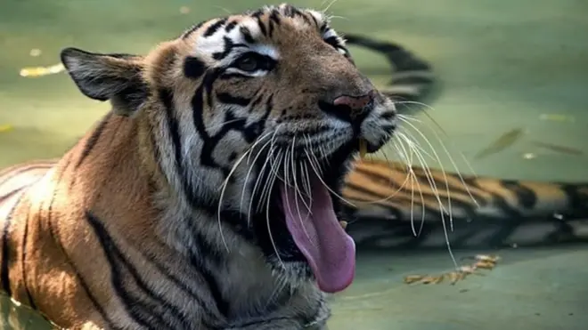 انڈیا میں شیروں کی سب سے زیادہ تعداد ہے