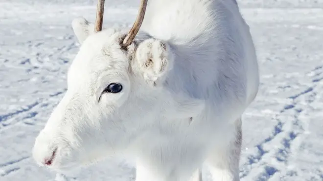 A aparência branca do animal, muito rara, é causada por uma mutação genética