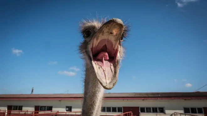 El avestruz es originario de África.