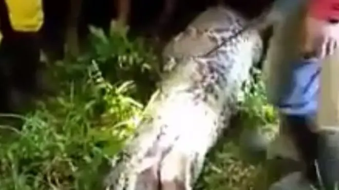 Эти гигантские змеи душат жертву, прежде чем проглотить ее целиком.