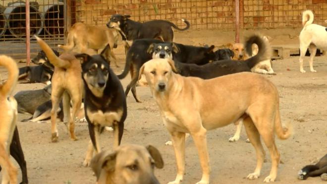 أطلق عدد من نشطاء حقوق الحيوان في مصر حملة عبر مواقع التواصل الاجتماعي احتجاجا على ما وصفوه بقرار الحكومة السماح لشركات خاصة بتصدير آلاف القطط والكلاب إلى الخارج.