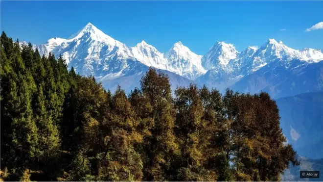 హిమాలయాలు, పైన్ చెట్లు