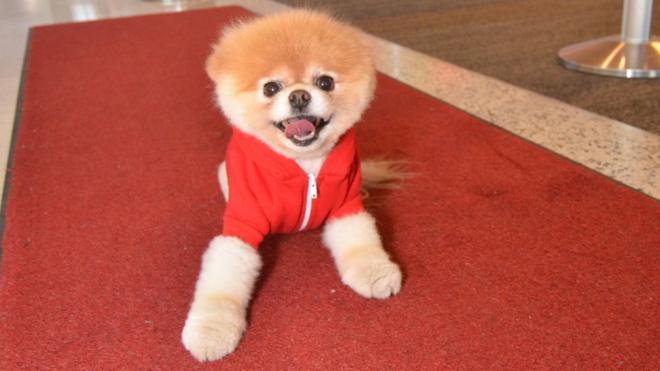 Boo the Pomeranian