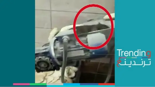 جرذ في مخبز يثير تفاعلا في الأردن