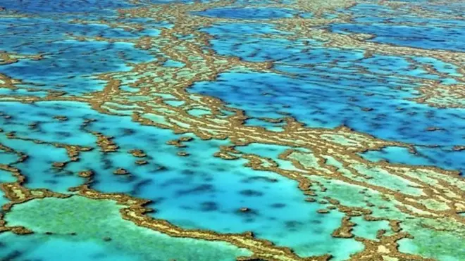 دیواره بزرگ مرجانی