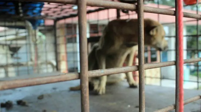 په ځینې هېوادونو کې د سپي غوښه ډېر مینه وال لري.