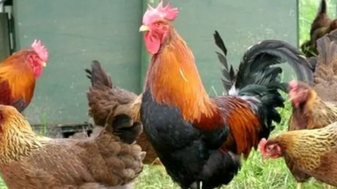 Une forte augmentation des cas de contamination d'êtres humains a mis en état d'alerte l'Organisation Mondiale de la Santé