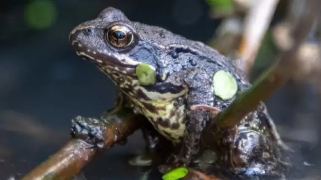 The bones of about 350 frogs and toads were found in a ditch