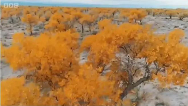 బంగారు వర్ణంలో ఉన్న చెట్లు