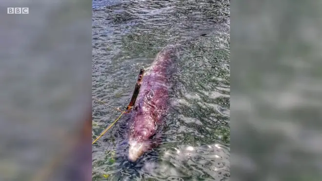 40kg에 달하는 플라스틱을 먹고 숨진 고래