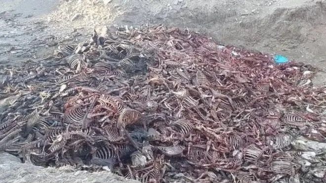 보츠와나의 고기와 가죽이 제거된 당나귀 시체 더미