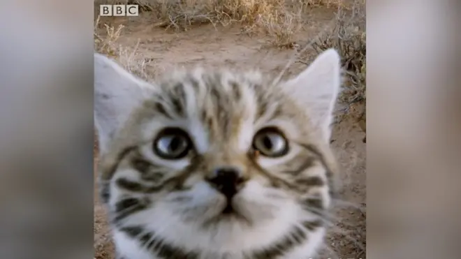 Великий кіт