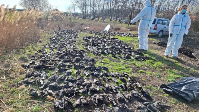 Istraga pomora ptica