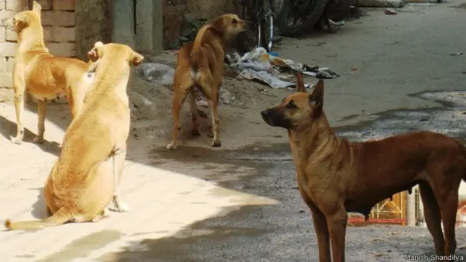 අයාලේ යන සුනඛයන්