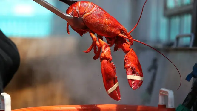 Учасники кампанії стверджують, що потрібно проявити гуманність перед тим, як готувати ракоподібних