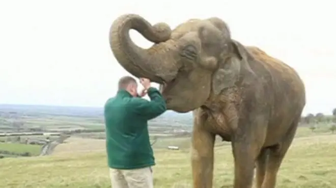 අලි දතට දත් දොස්තර පිහිට