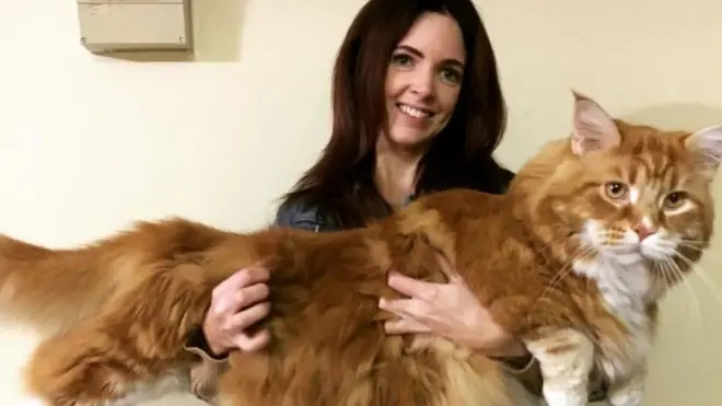 Paka huyu wa aina ya Maine Coon ana urefu wa centimita 120