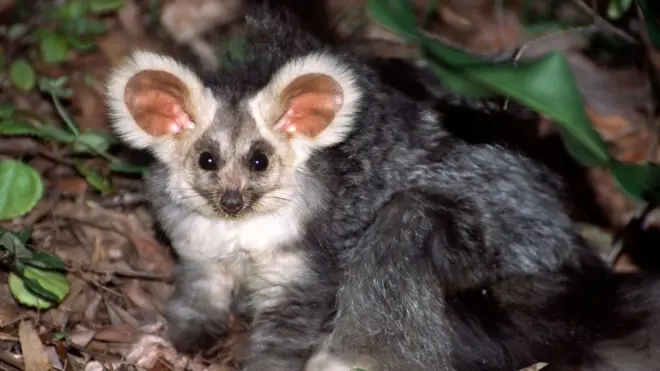 O grande planador é um marsupial solitário, que moranovibet 400 free spinsárvores, com orelhas peludas e olhos redondos