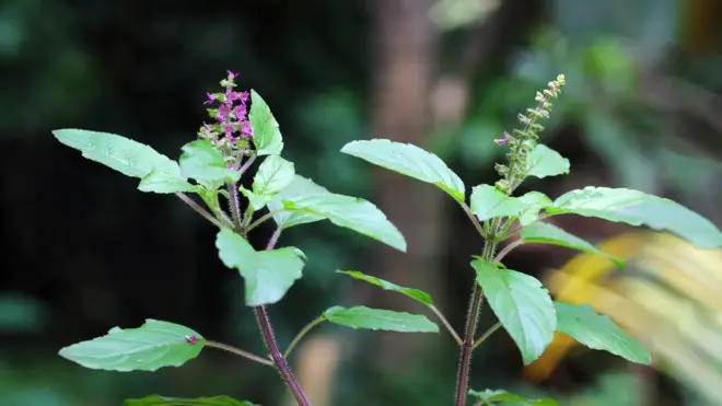 Una planta de tulsí con flores de color rosa oscuro