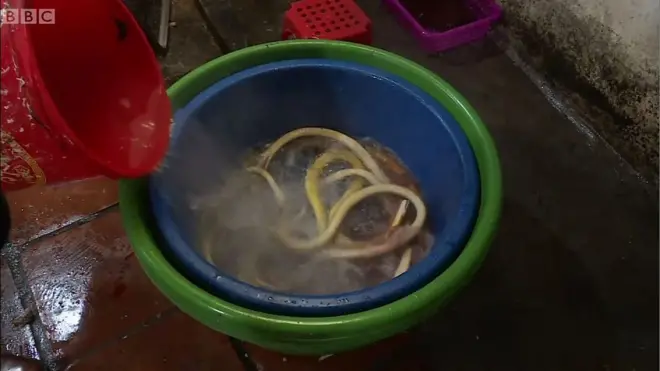 งูในกาละมัง