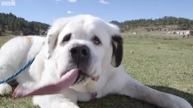 У этого сенбернара самый длинный язык в мире - почти 19 сантиметров.