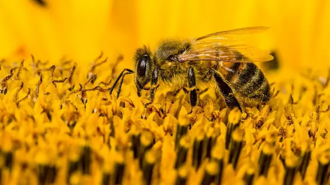 У світі існує 20 000 видів бджіл, але багатьом з них загрожує зникнення