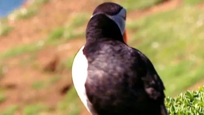 පෆින් දුටු පෆින්