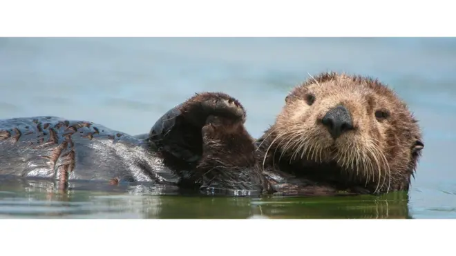 Hero, seekor berang-berang laut sedang berenang-renang di California.