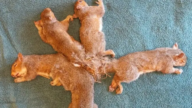 꼬리를 분리하기 위해 다섯 마리 모두 마취를 했다