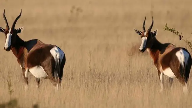 The bontebok was down to just 17 animals in the wild but now number more than 500