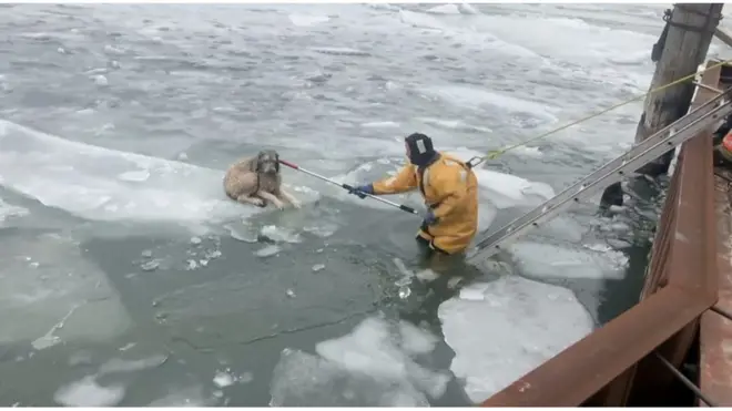 Dramatični snimci spasavanja psa iz zaleđene reke