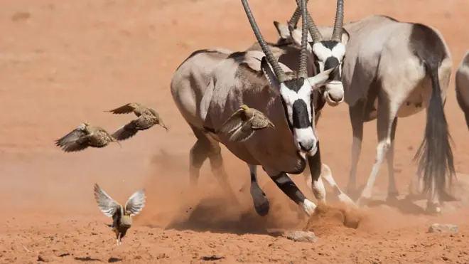 Planet Earth II