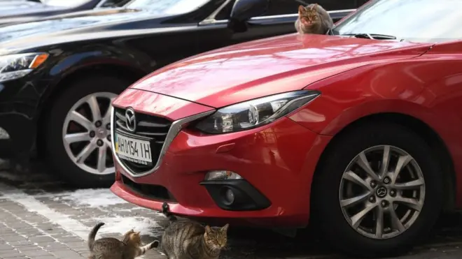 Кінець пільг для євроблях: скільки розмитнили і коли чекати протестів