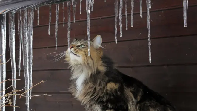 Кошка с сосульками