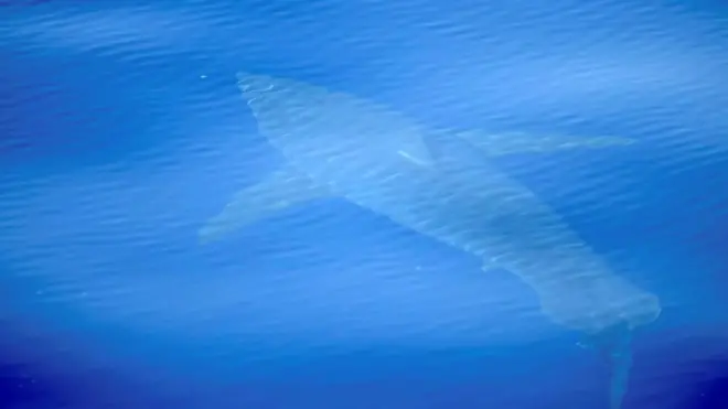 Cabrera takım adaları çevresinde yüzerken kayıt altına alınan köpek balığının