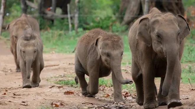 Baby elephants walk into the Udawalawe Elephant Transit Home to drink milk in Udawalawe, about 160 kilometers southeast of Colombo on August 24, 2019. The Elephant Transit Home in Udawalawe National Park was established in 1995 to rehabilitate orphaned or sick elephants and then release them back into the wild. The Wildlife Conservation Department has planned to conduct an island-wide census on wild elephants on the 13th and 14th of September 2019. The previous census of wild elephants was conducted by the Wildlife Department back in 2011 and the number of wild elephants in the country was calculated at 5879. (Photo by Sanka Vidanagama/NurPhoto via Getty Images)