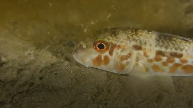 морські мешканці та пластик у Чорному морі