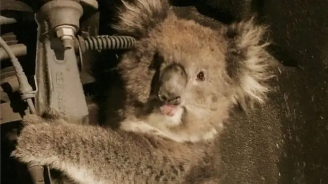 Roda mobil disingkirkan untuk menyelamatkan hewan ini.