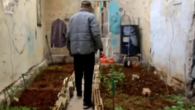 Огород на крыше в Алеппо