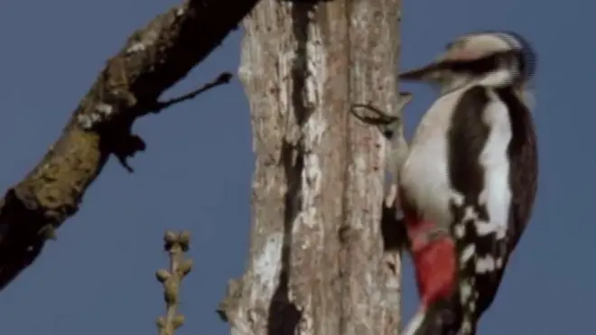 นกหัวขวาน