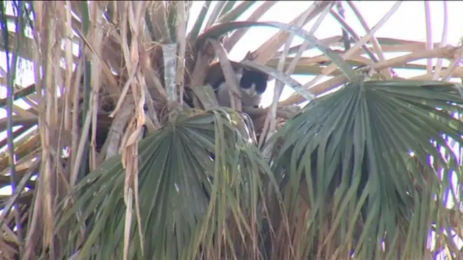 Chilean cat rescue