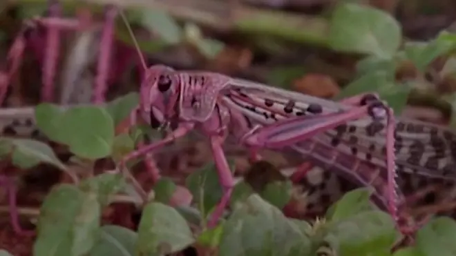 locust thumb