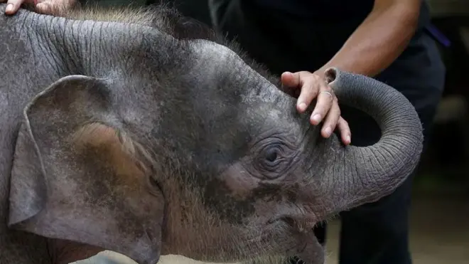 Tromesečno mladunče bornejskog slona