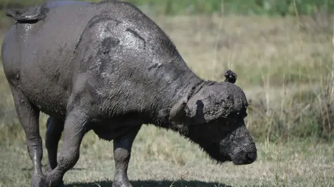 Gafarsa dhoqqee keessaa bahe