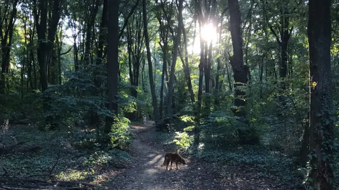 За Кошутњак многи кажу да представља плућа Београда.
