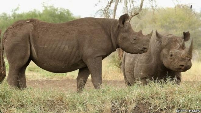 Le massacre des rhinocéros se poursuit en Afrique du Sud et ces pachydermes pourraient bien disparaitre d'ici quelques années.