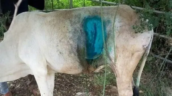 Waajjira Fayyaa Aanaa Dhaas