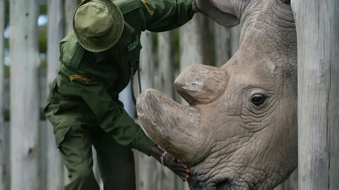 udan isimli gergedan