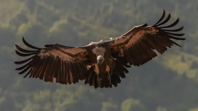 Beloglavi sup - ptica od ekonomske, sanitarne i kulturne važnosti za Srbiju