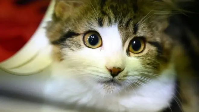 चीन के ज़्यादातर लोग कुत्तों और बिल्लियों का मांस नहीं खाते